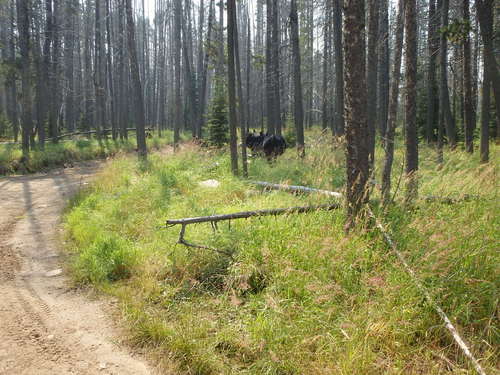 GDMBR: Bear Scare. It is a pair of Black Angus.